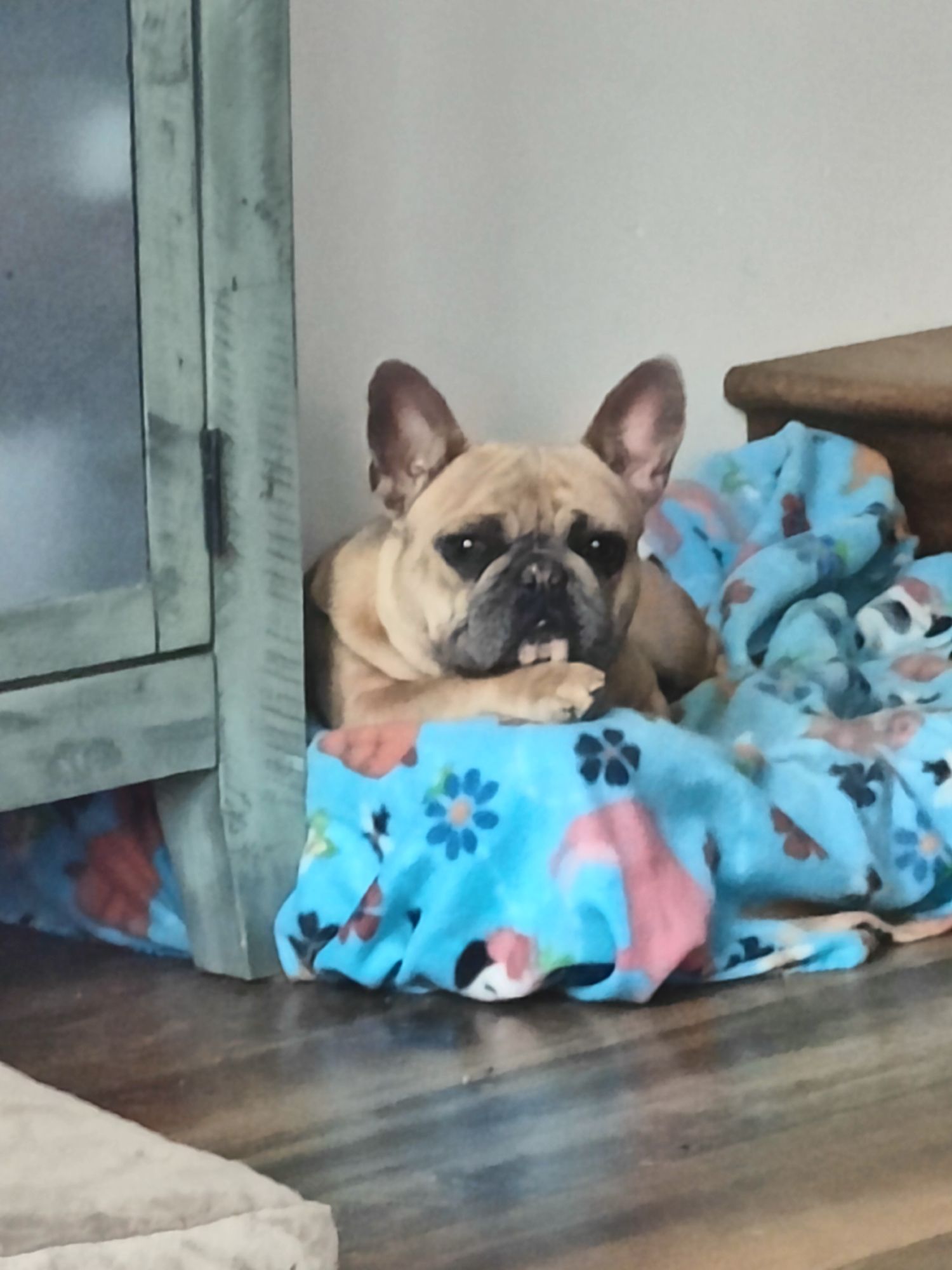 French bulldogs inside after a Death Row visit
