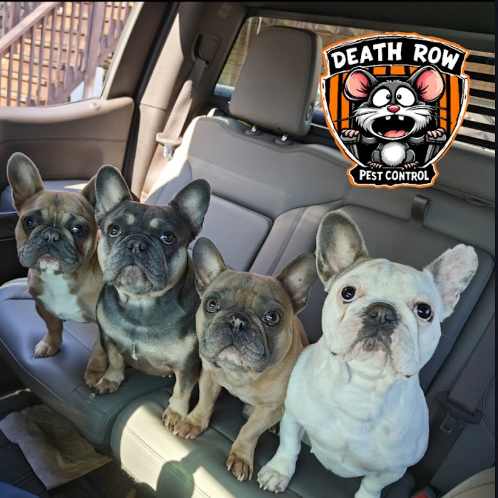 French bulldogs in the truck