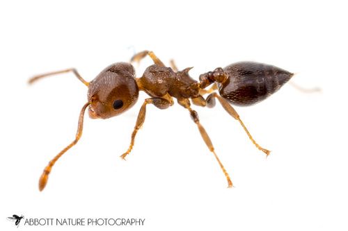 Acrobat Ants