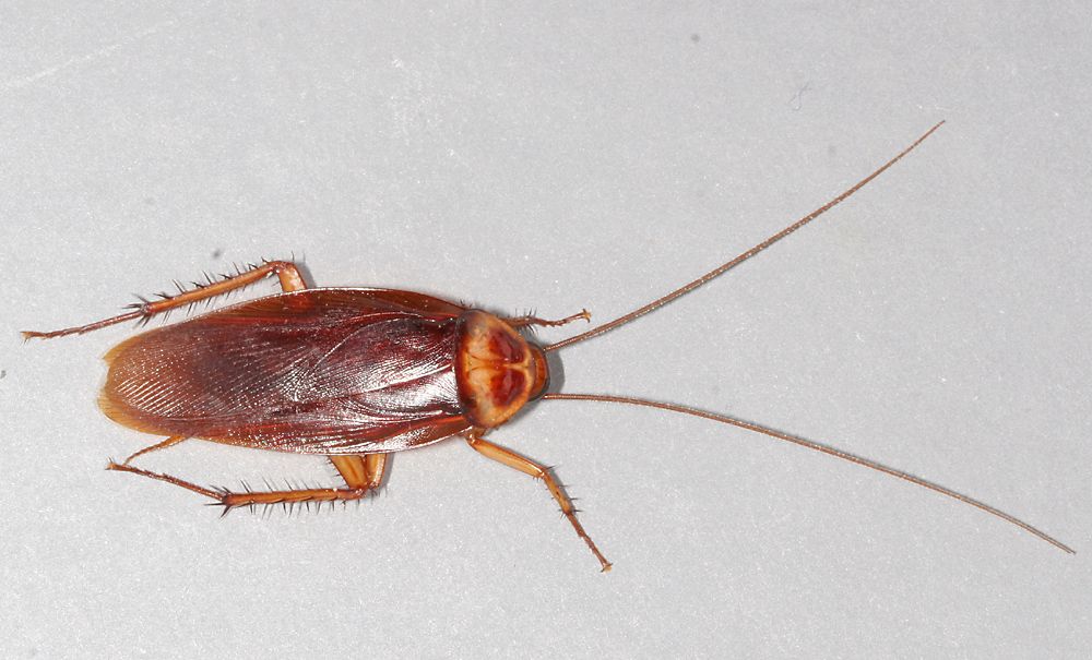 American Cockroaches