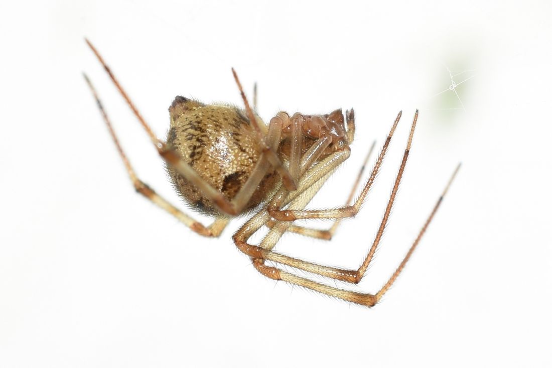 American House Spiders