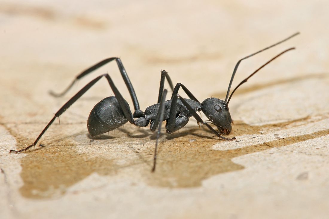 Ants