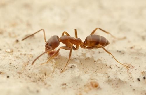 Argentine Ants