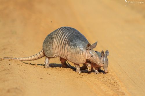 Armadillos