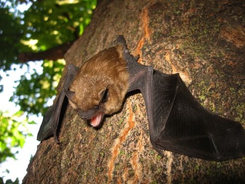 Bats