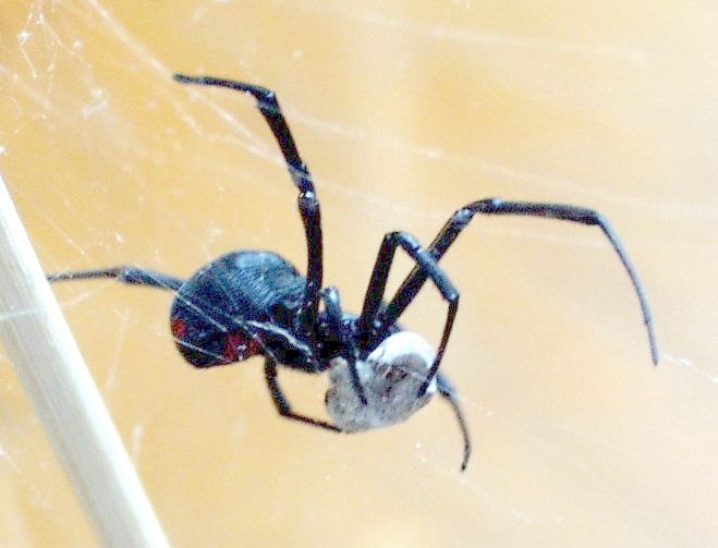 Black Widow Spiders