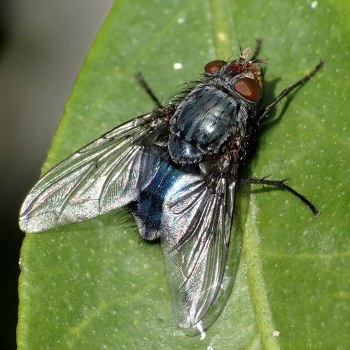 Bottle Flies