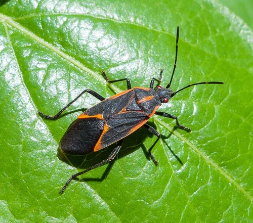 Boxelder Bugs