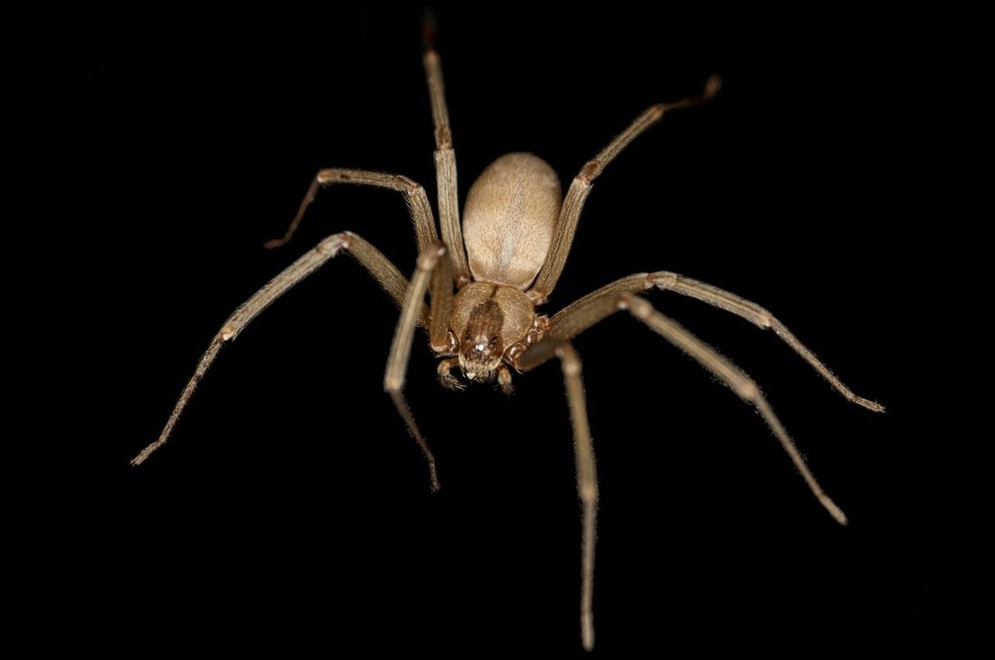 Brown Recluse Spiders