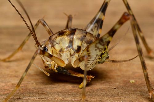 Camel Crickets