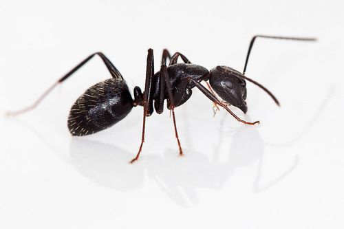 Carpenter Ants