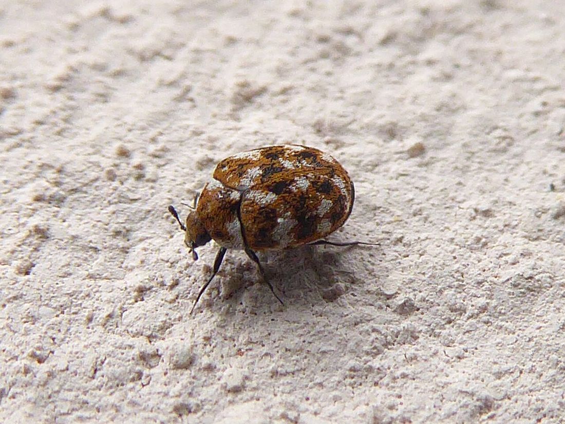 Carpet Beetles