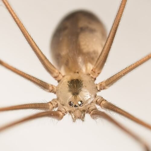 Cellar Spiders