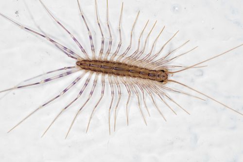 Centipedes