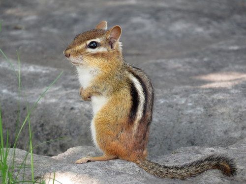 Chipmunks