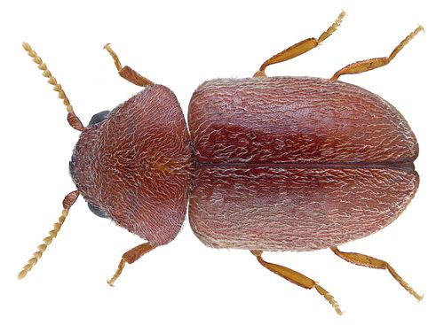 Cigarette Beetles