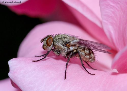 Cluster Flies