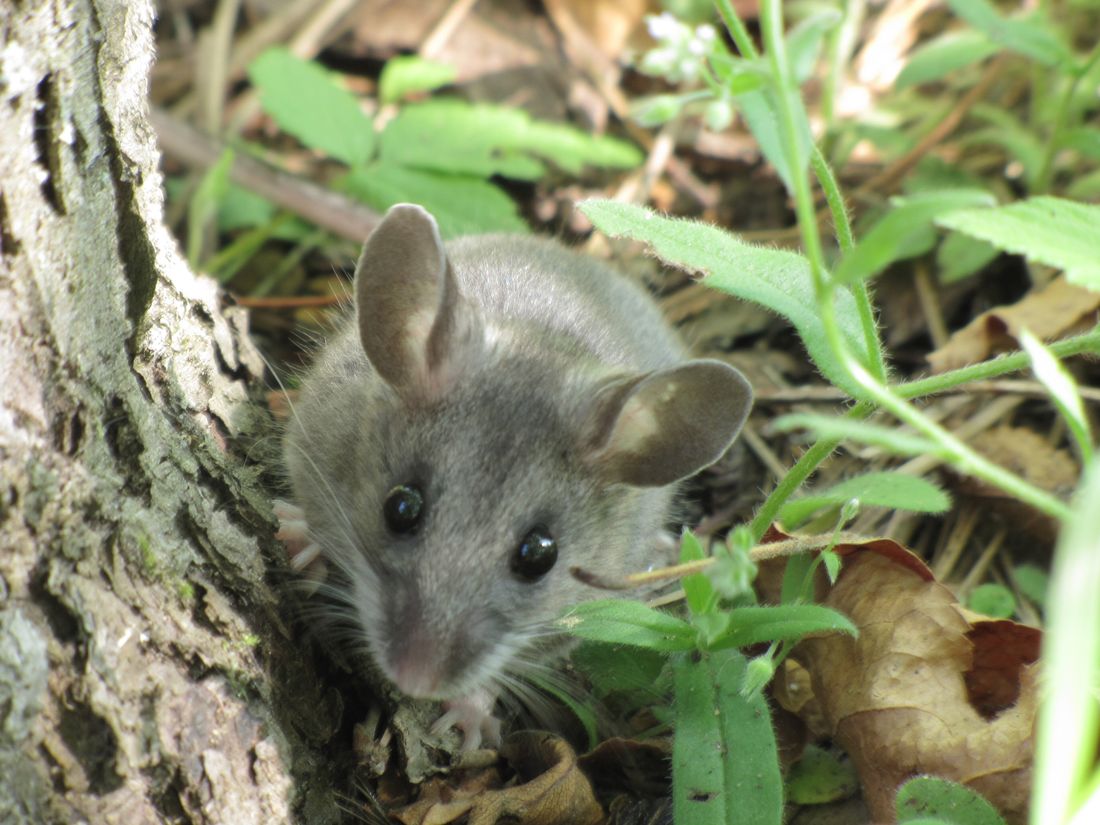 Deer Mice