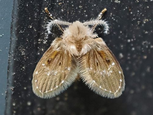 Drain Flies