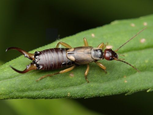 Earwigs