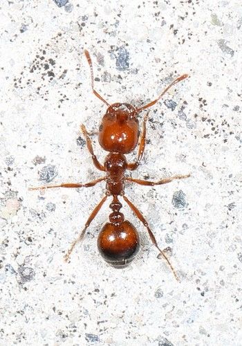 Fire Ants