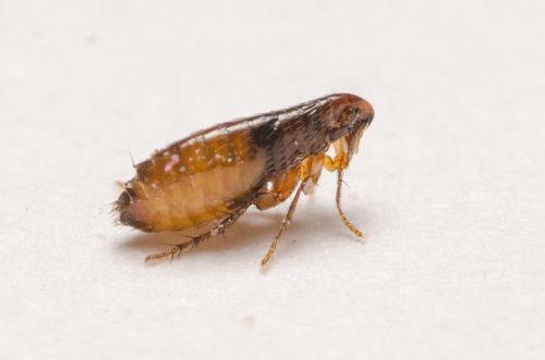Fleas