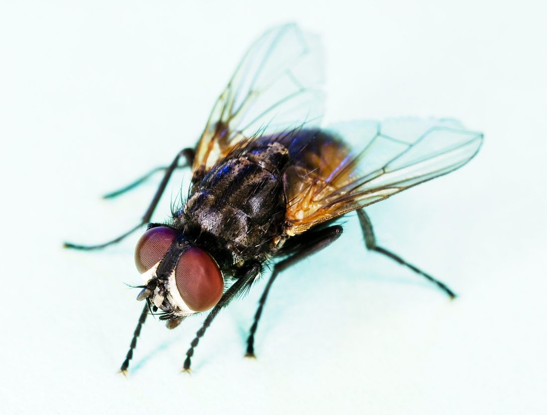 Flies