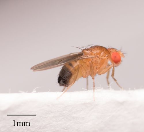 Fruit Flies