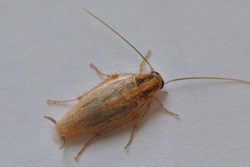 German Cockroaches