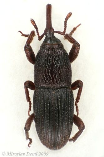 Granary Weevils