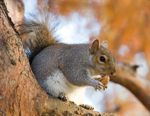 Gray Squirrels