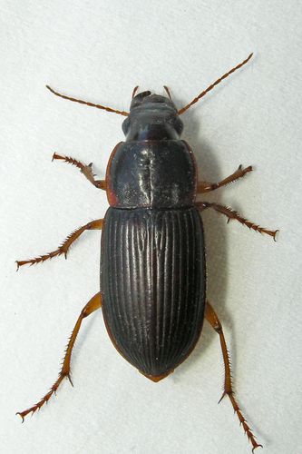 Ground Beetles