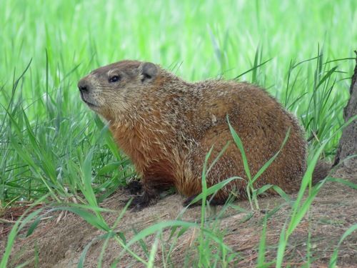 Groundhogs