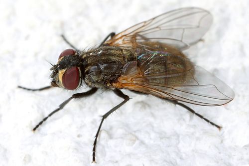 House Flies
