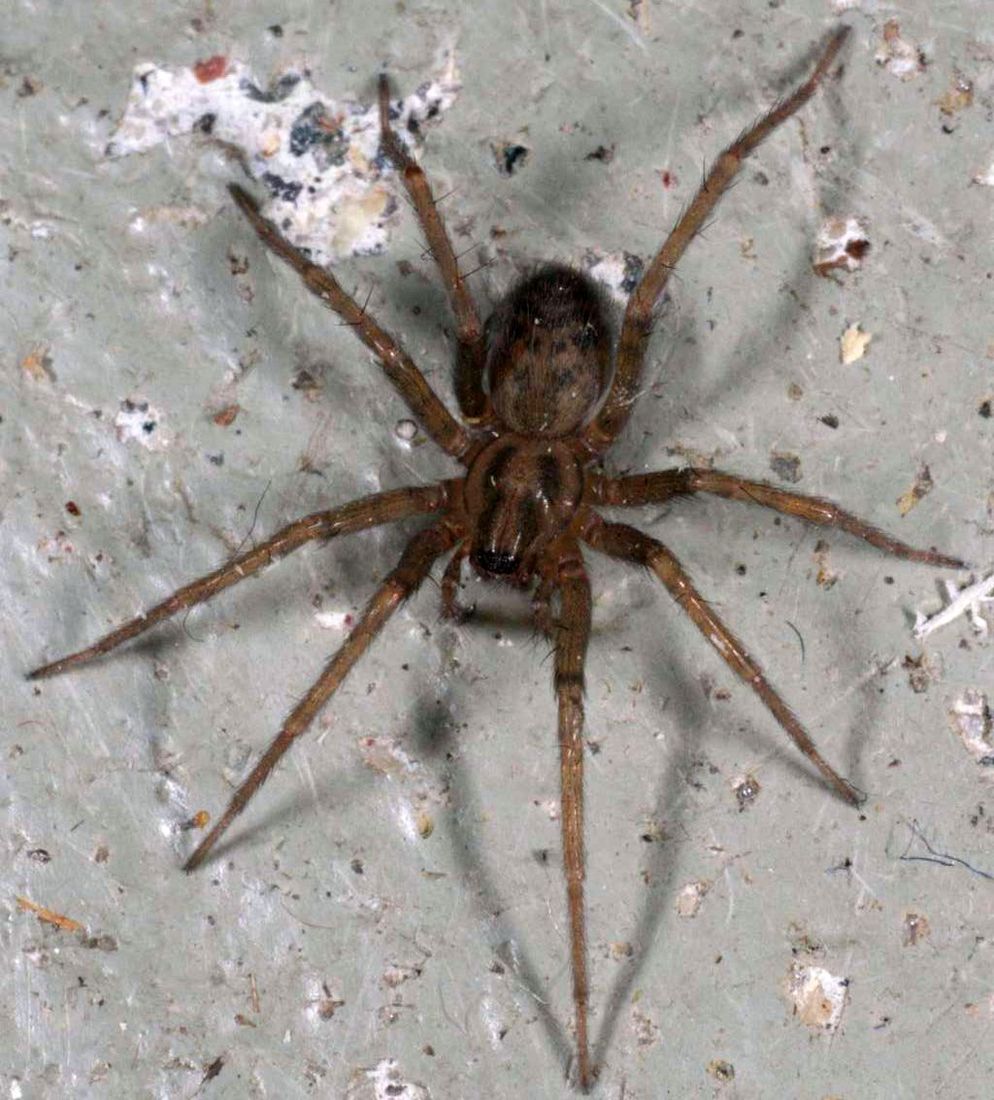 House Spiders