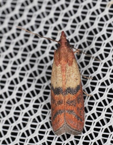 Indian Meal Moths