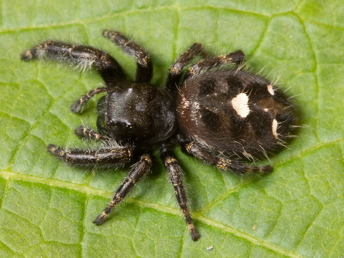 Jumping Spiders
