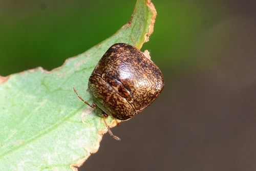 Kudzu Bugs