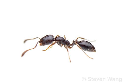 Little Black Ants