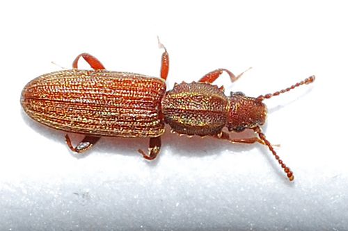 Merchant Grain Beetles