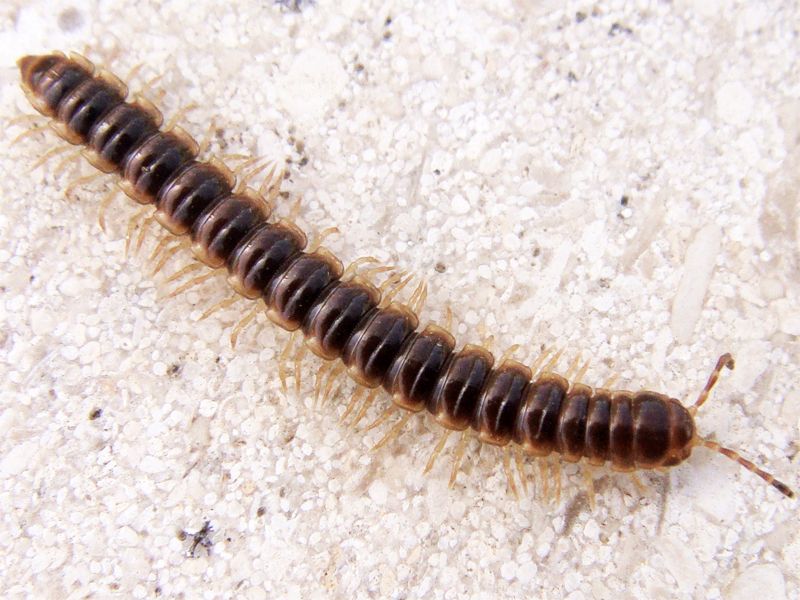 Millipedes