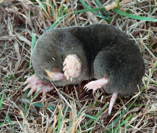 Moles