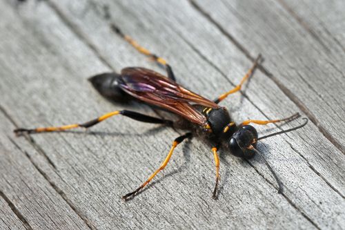Mud Daubers