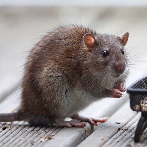 Norway Rats