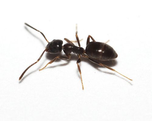 Odorous House Ants