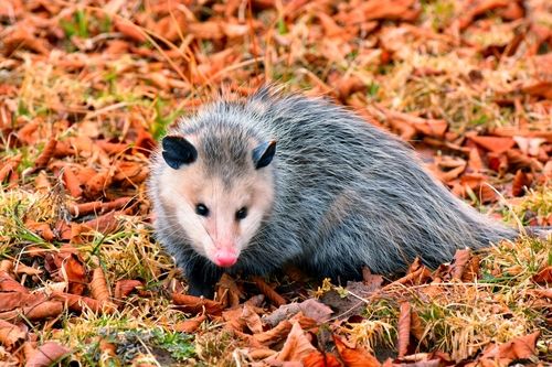 Opossums
