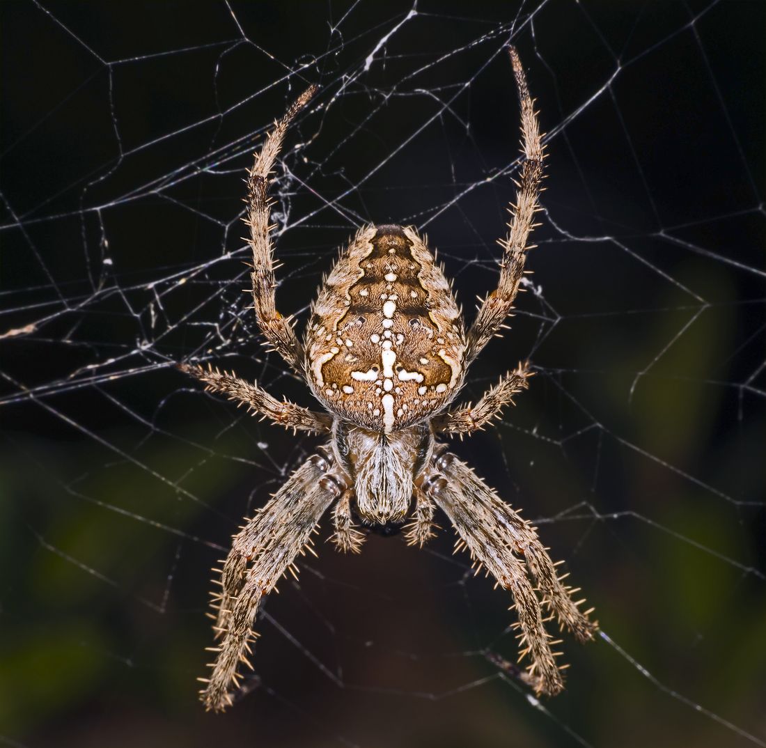 Orb Spiders