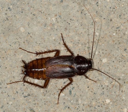 Oriental Cockroaches