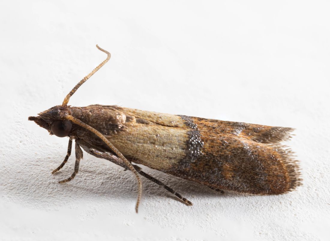 Pantry Pests