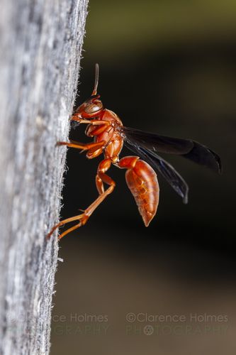 Paper Wasps